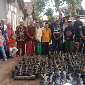 Inovasi Herbal Daun Jarak untuk PMK pada Sapi