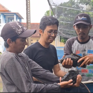 Budidaya Ikan Kerapu Kolbun Salim (Budidaya Ikan Kerapu Kolam Bundar Menggunakan Ras Dengan Air Laut Buatan Sebagai Media)